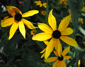 Rudbeckia 5704